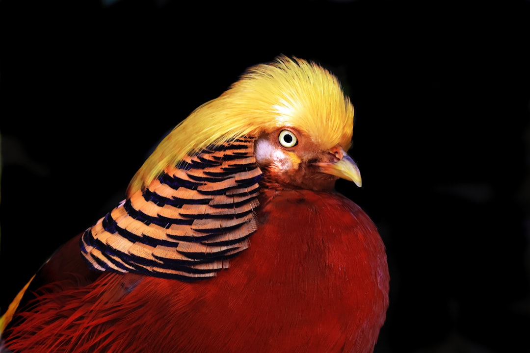 Photo Colorful feathers